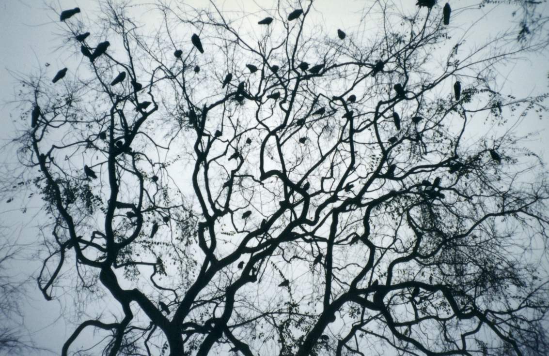 Crows-a_murder_of_crows_at_disneyland