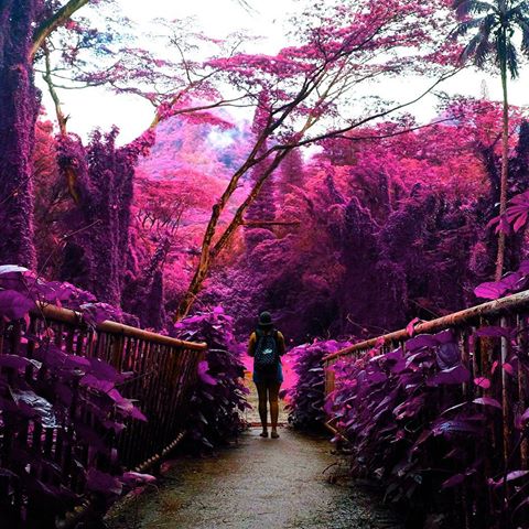 10-arytron-pink-hawaii-photography